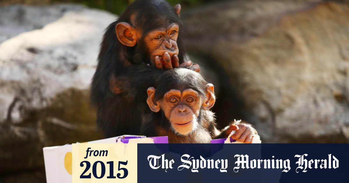 Animals Celebrate Christmas At Taronga Zoo